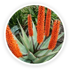 Cape Aloe ingredient image